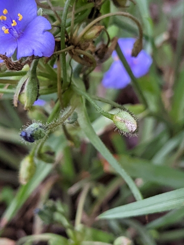 Image of Tradescantia pedicellata by (c) Alison Northup, some rights reserved (CC BY)