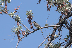 Empidonax wrightii