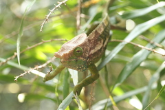 Calumma oshaughnessyi