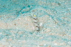 Stonogobiops xanthorhinicus