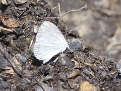 Celastrina neglectamajor