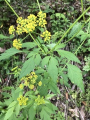 Thaspium barbinode