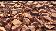 Oecophylla smaragdina