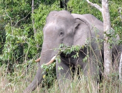 Elephas maximus