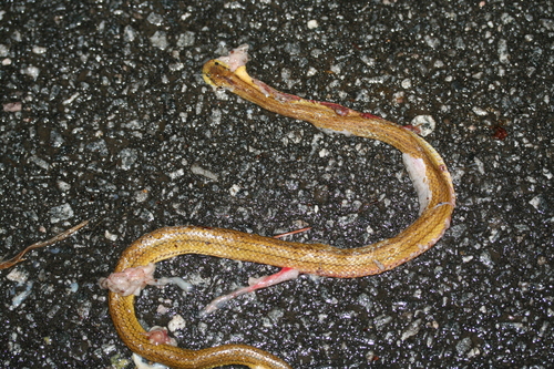 Compsophis laphystius