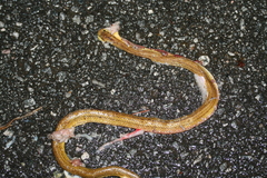 Compsophis laphystius