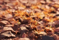 Oecophylla smaragdina