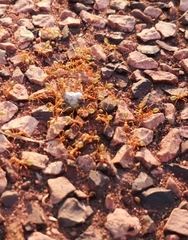 Oecophylla smaragdina