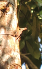 Draco