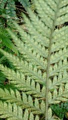 Polystichum neozelandicum neozelandicum