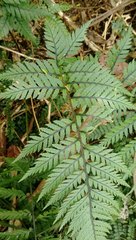 Polystichum neozelandicum neozelandicum
