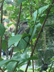 Psaltriparus minimus