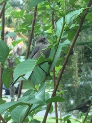 Psaltriparus minimus