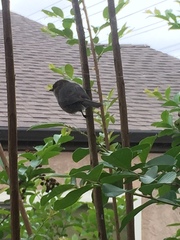 Psaltriparus minimus