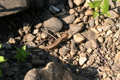 Trachylepis gravenhorstii