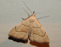 Macrochilo litophora