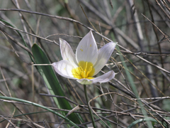 Tulipa patens