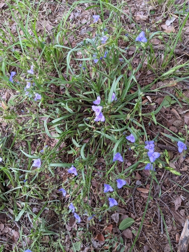Image of Tradescantia pedicellata by (c) Alison Northup, some rights reserved (CC BY)