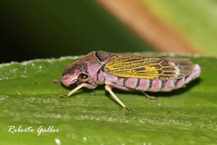 Oncometopia facialis