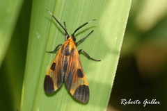 Dycladia emerita