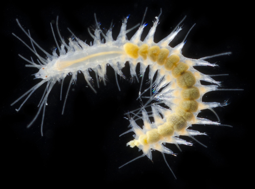Micropodarke dubia