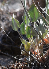 Eriogonum strictum