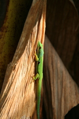 Phelsuma quadriocellata
