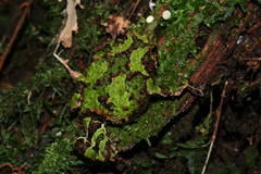 Spiny Rain Frog photo 2