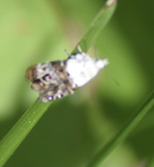 Neocaloreas leucobasis