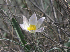 Tulipa patens