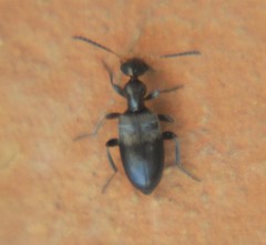 Ischyropalpus