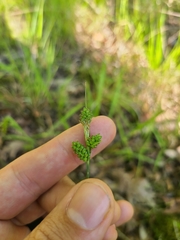Carex caroliniana