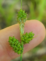 Carex caroliniana