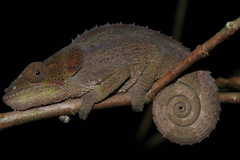 Calumma crypticum