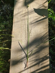 Carex caroliniana