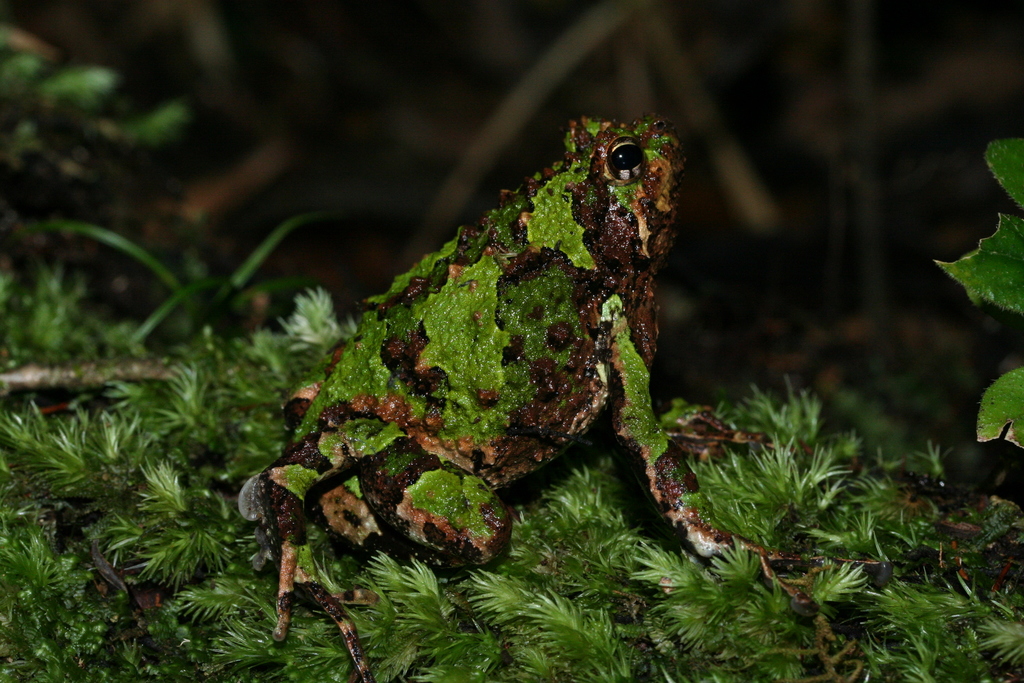 Spiny Rain Frog