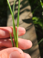 Carex caroliniana