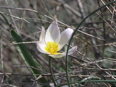 Tulipa patens