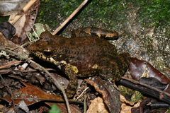 Mantidactylus