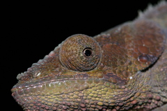 Calumma crypticum