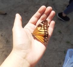 Morpho aega