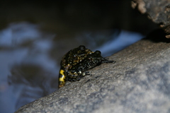 Mantidactylus lugubris