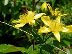 Hypericum ascyron pyramidatum