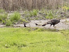 Meleagris gallopavo