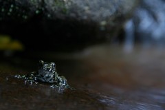 Mantidactylus lugubris