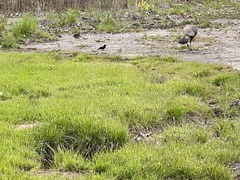 Meleagris gallopavo