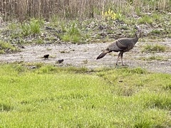 Meleagris gallopavo