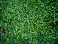 Galium