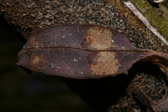 Uroplatus phantasticus