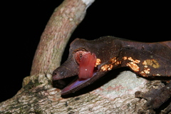 Uroplatus phantasticus